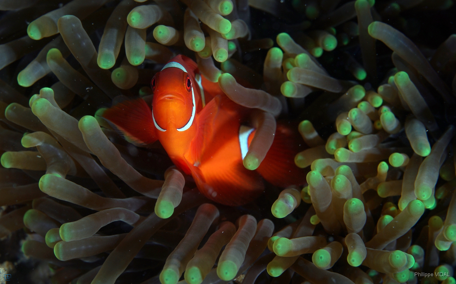 North Sulawesi-2018-DSC03472_rc- Spinecheek Anemonefish - Poisson clown a joues epineuses - Premnas biaculeatus.JPG